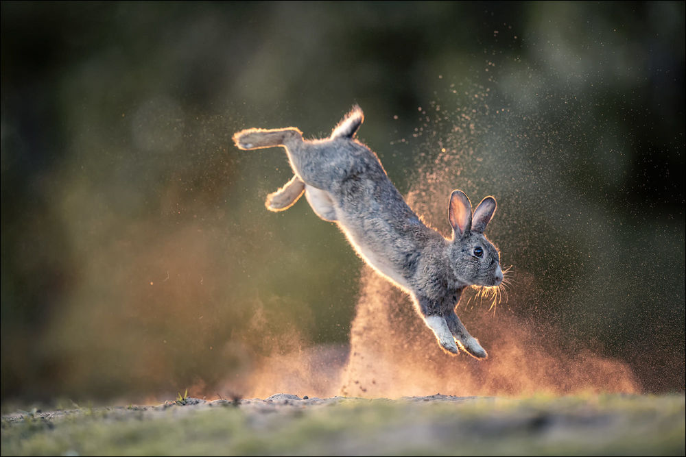 Обои для рабочего стола Кролик в прыжке, фотограф Georg Scharf