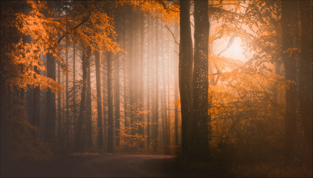 Обои для рабочего стола Дорога в осеннем лесу, фотограф Christian Wig