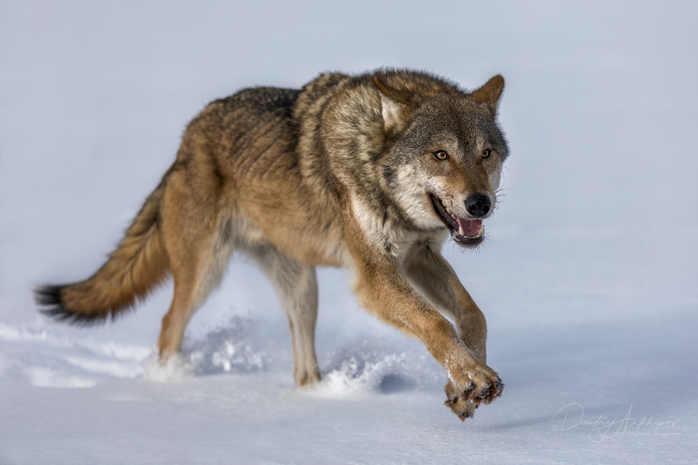 Обои для рабочего стола Серый волк бежит по снегу, фотограф Дмитрий Архипов