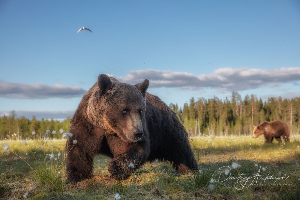Обои для рабочего стола Бурый медведь на природе мило смотрит в камеру, фотограф Дмитрий Архипов
