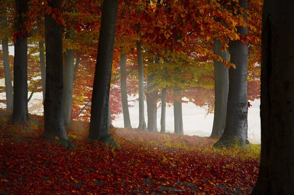 Обои для рабочего стола Осенний лес в легком тумане. Фотограф Valentin Sabau