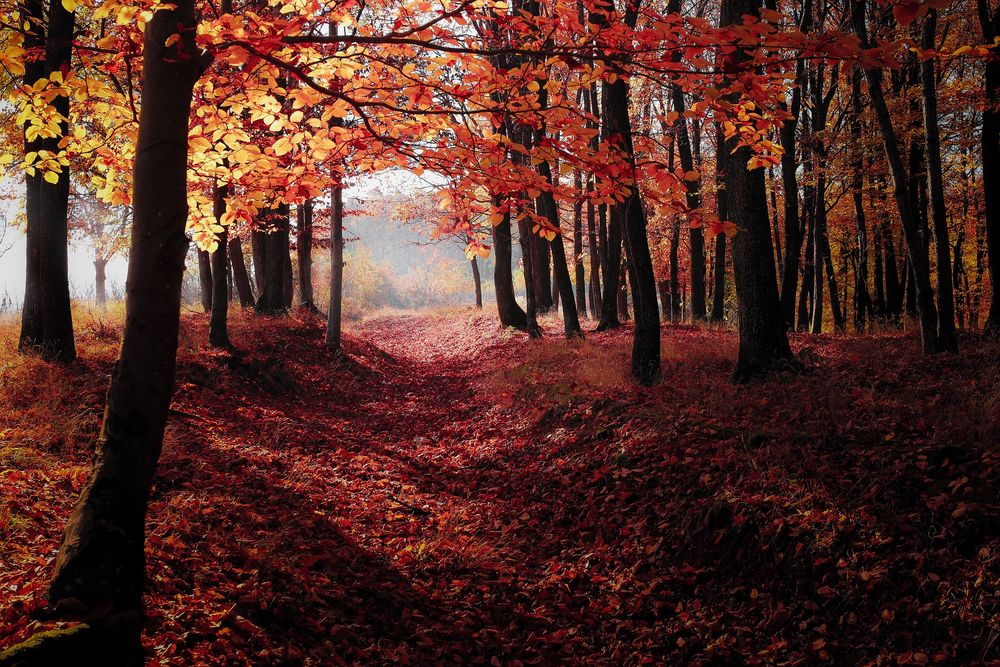 Обои для рабочего стола Осенний лес с усыпанной листвой, фотограф Valentin Sabau