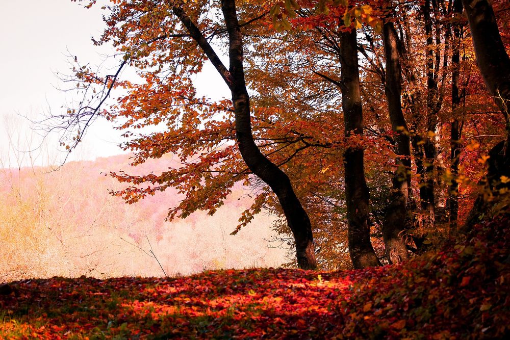 Обои для рабочего стола Осенний красочный лес, фотограф Valentin Sabau