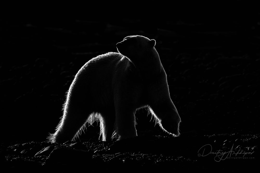 Обои для рабочего стола Белая медведица в контровом свете, фотограф Дмитрий Архипов
