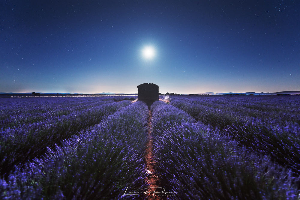 Обои для рабочего стола Лавандовое поле в Provence / Провансе, на юге France / Франции, фотограф Leonardo Papеra