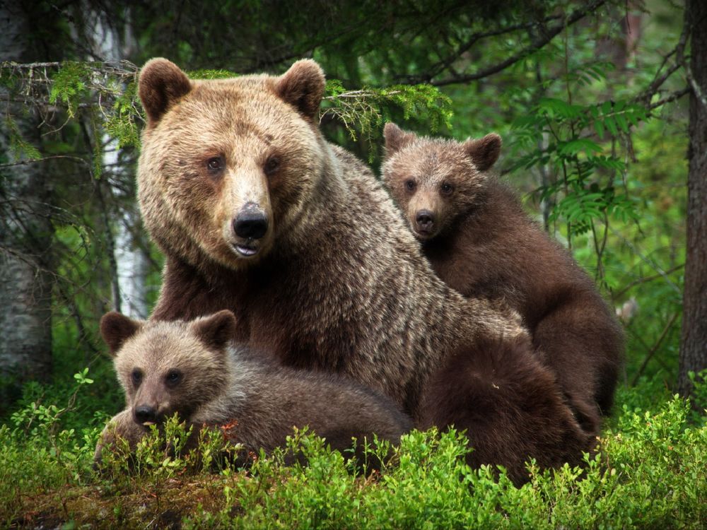 Обои для рабочего стола Медведица с двумя медвежатами в лесу, Карелия, фотограф Александр Перов