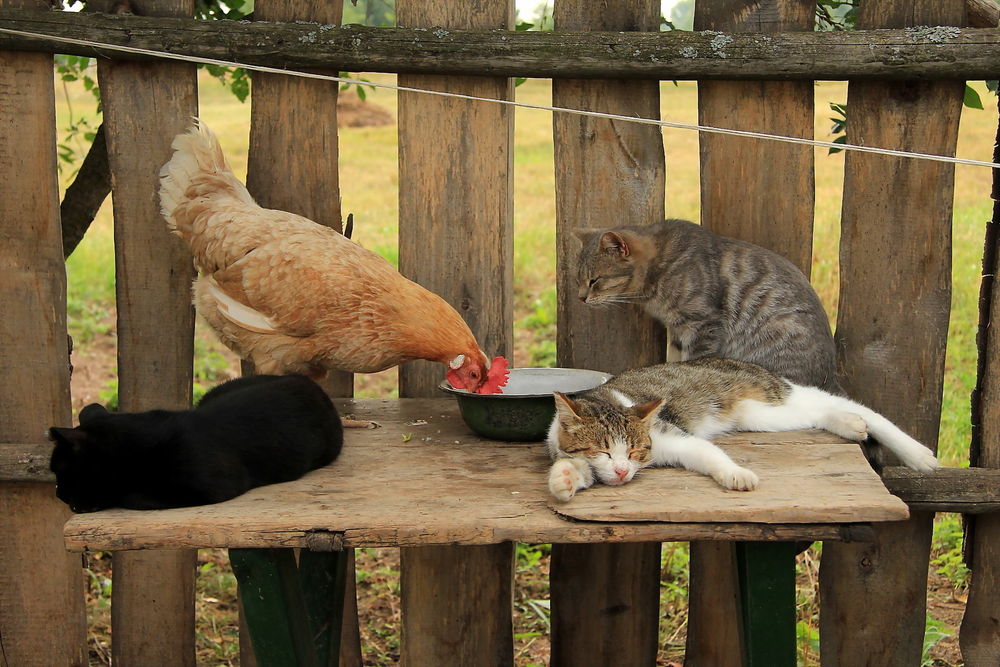 Обои для рабочего стола Курица клюет корм в миске и кошки на деревянном помосте