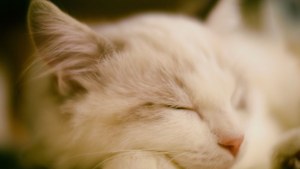 Прикольные картинки спящих людей и животных (50 картинок) 🤣 WebLinks