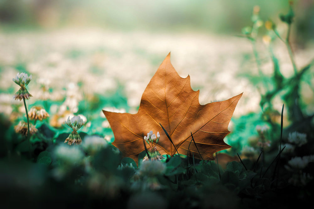 Обои для рабочего стола Осенний кленовый листок в траве, фотограф Tarik HZ