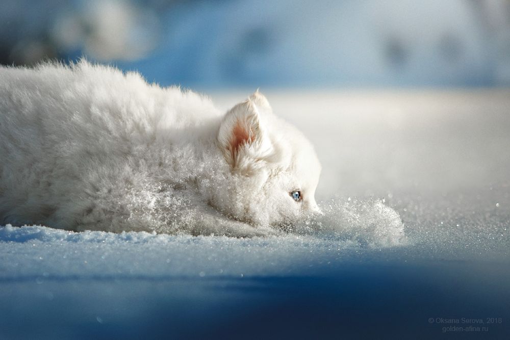 Обои для рабочего стола Белый щенок уткнулся носом в снег, фотограф Оксана Серова
