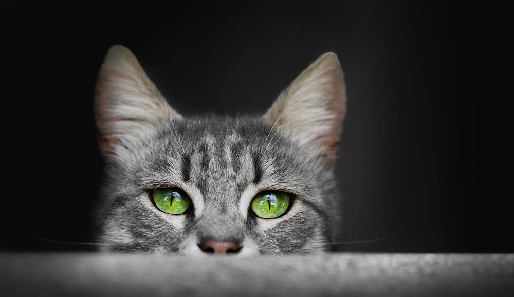 Обои на рабочий стол Выглядывающий кот с зелеными глазами. Фотограф Tarik  HZ, обои для рабочего стола, скачать обои, обои бесплатно