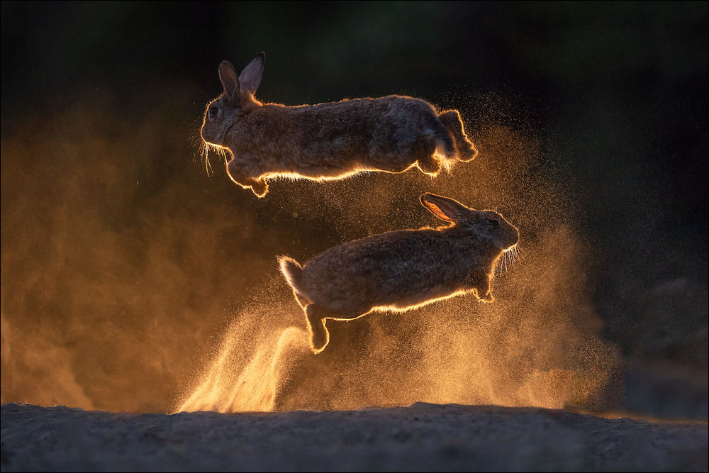 Обои для рабочего стола Два кролика в прыжке, фотограф Georg Scharf