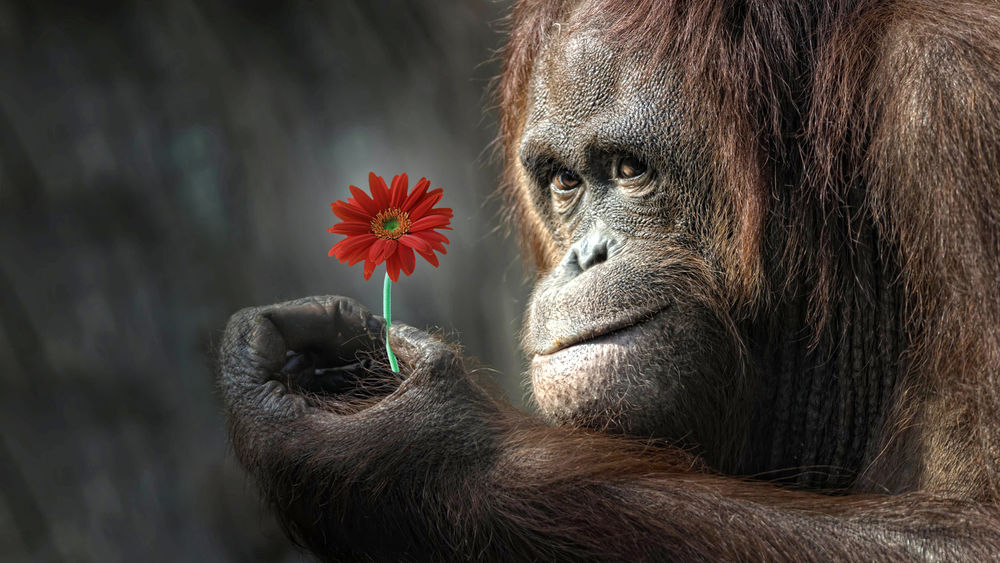 Обои для рабочего стола Орангутан с красным цветком на темном фоне