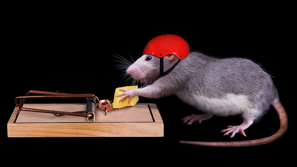 Обои для рабочего стола Крыса в каске вытаскивает сыр из мышеловки