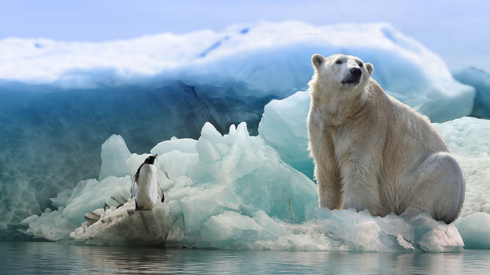 Обои для рабочего стола Белый медведь с пингвином сидят на льдине