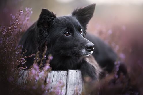 Обои на рабочий стол Пес лежит у пня. Фотограф Kasia Heinrich