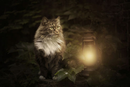 Обои на рабочий стол Кошка стоит перед горящим фонарем. Фотограф Kasia Heinrich