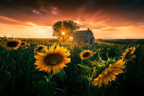 Обои на рабочий стол Закат солнца над полем с подсолнухами. Фотограф Ilhan Eroglu