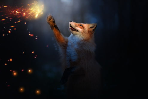 Обои на рабочий стол Лиса пытается поймать огненную бабочку, by 0l-Fox-l0