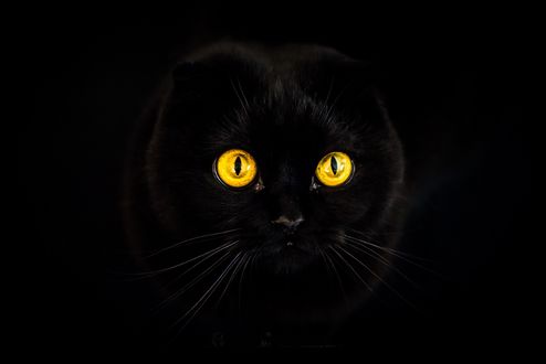 Обои на рабочий стол Черный кот с желтыми глазами. Фотограф Chiara Salvadori