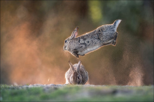 Обои на рабочий стол Кролик в прыжке над другим кроликом. Фотограф Georg Scharf