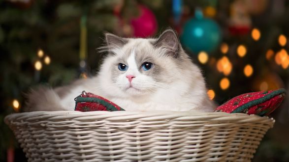 Обои на рабочий стол Милый котик с голубыми глазками лежит на подушке в корзинке