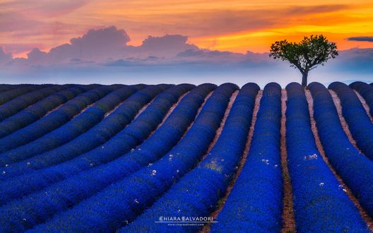 Обои на рабочий стол Закат над лавандовым полем в Valensole, Provence, | France / Прованс, Франция. Фотограф Chiara Salvadori