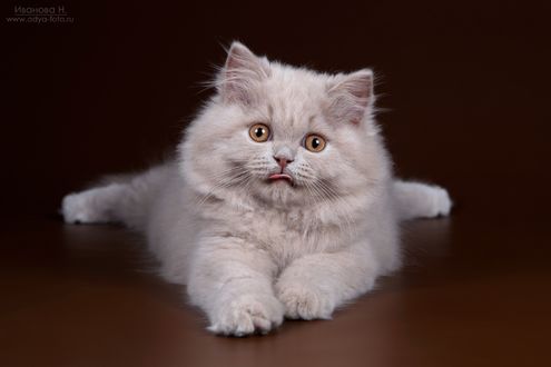 Обои на рабочий стол Котенок лежит, высунув язычок и смотрит в камеру, фотограф Надежда Иванова