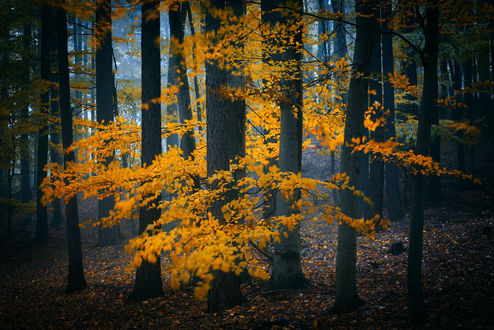 Обои на рабочий стол Осенние деревья от фотографа Janek Sedlar