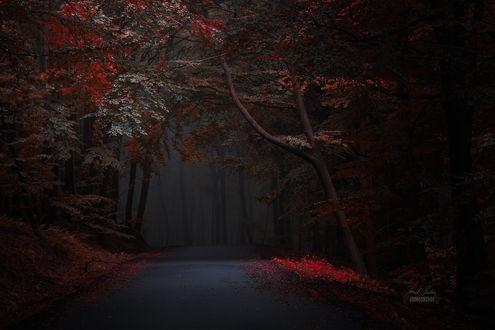 Обои на рабочий стол Осенние деревья вдоль дороги. Фотограф Janek Sedlar