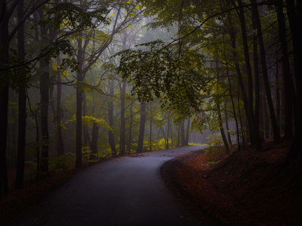 Обои на рабочий стол Деревья вдоль дороги. Фотограф Janek Sedlar