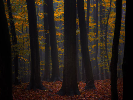 Обои на рабочий стол Осенние деревья от фотографа Janek Sedlar