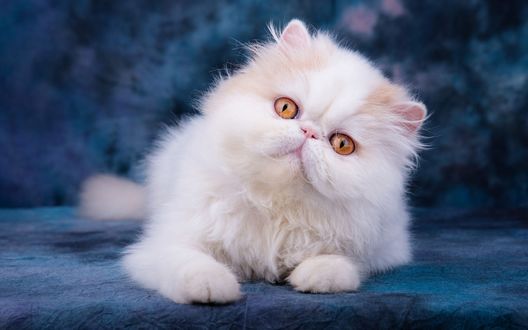 Обои на рабочий стол Белая кошка с желтыми глазами