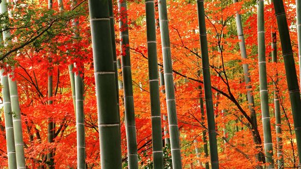 Обои на рабочий стол Осень в бамбуковой роще парка Arasiyama, Kyoto / Киото, Japan / Япония