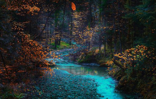 Обои на рабочий стол Forest Zobik, Banovici, Bosnia / лес Zobik, Banovici, Босния. Фотограф Mevludin Sejmenovic