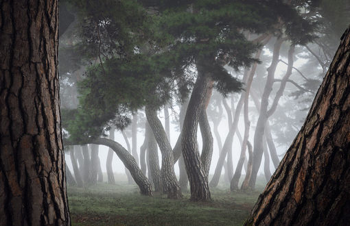 Обои на рабочий стол Деревья окутаны легким туманом, Фотограф Nathaniel Merz