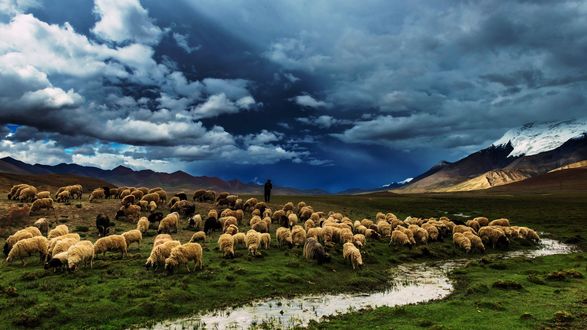 Чабан фото пасет овец