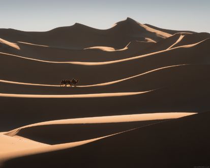 Обои на рабочий стол Мужчина с верблюдами в пустыне Гоби, Монголия / Gobi, Mongolia, фотограф Даниил Коржонов