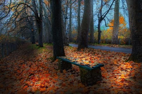 Обои на рабочий стол Лавочка в осенних листьях у дерева, фотограф Mevludin Sejmenovic