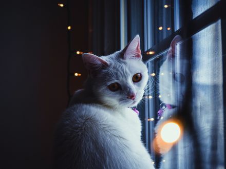 Обои на рабочий стол Белая кошечка у окна