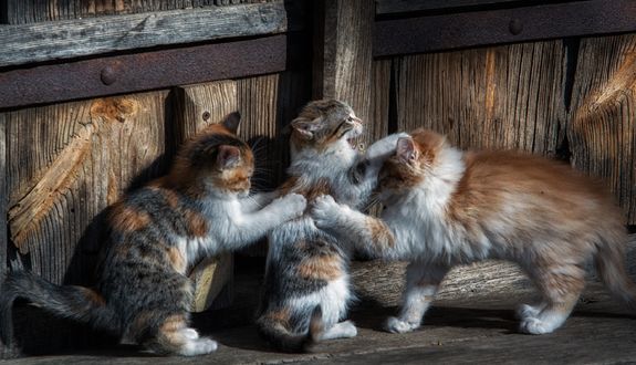 Обои на рабочий стол Разноцветные котята резвятся / Кошачьи разборки, фотограф Юрьев Ю. Ю