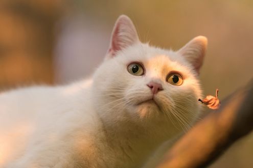 Обои на рабочий стол Белая кошечка на размытом фоне
