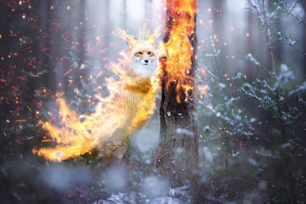 Обои для рабочего стола Огненная лисица в лесу, by 0l-Fox-l0