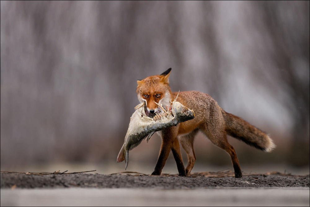 Обои для рабочего стола Лиса с рыбой в пасти. Фотограф Georg Scharf