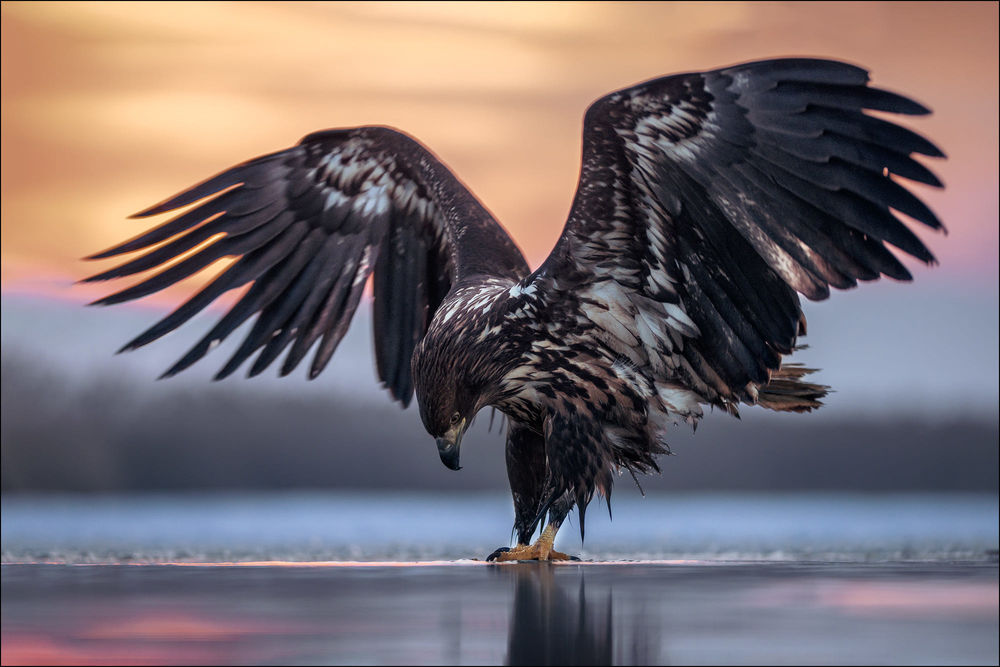 Обои для рабочего стола Орлан над водой. Фотограф Georg Scharf