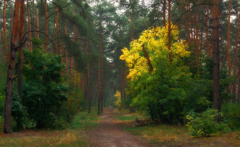 Фон тропинка в лесу