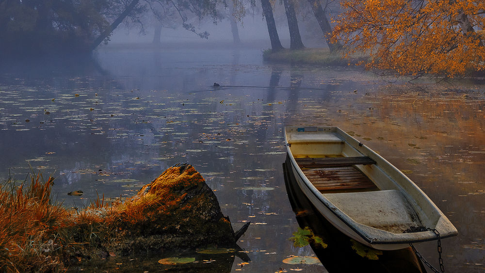 Осенний Туман Фото