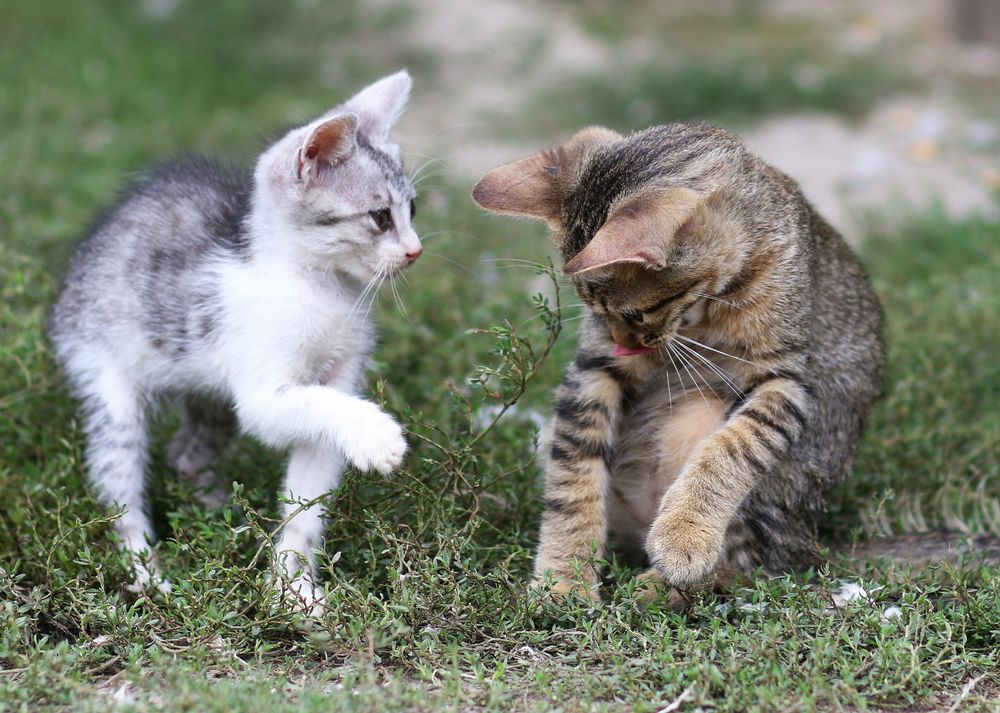 Обои для рабочего стола Два полосатых котенка:серый и коричневый играются в траве