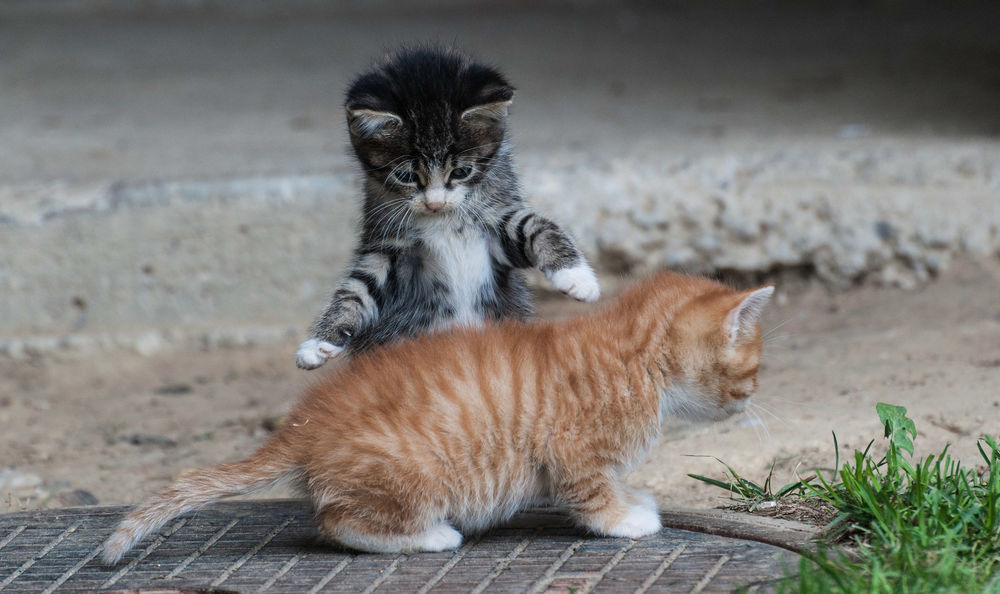 Обои для рабочего стола Два полосатых котенка рыжий и серый играются на улице