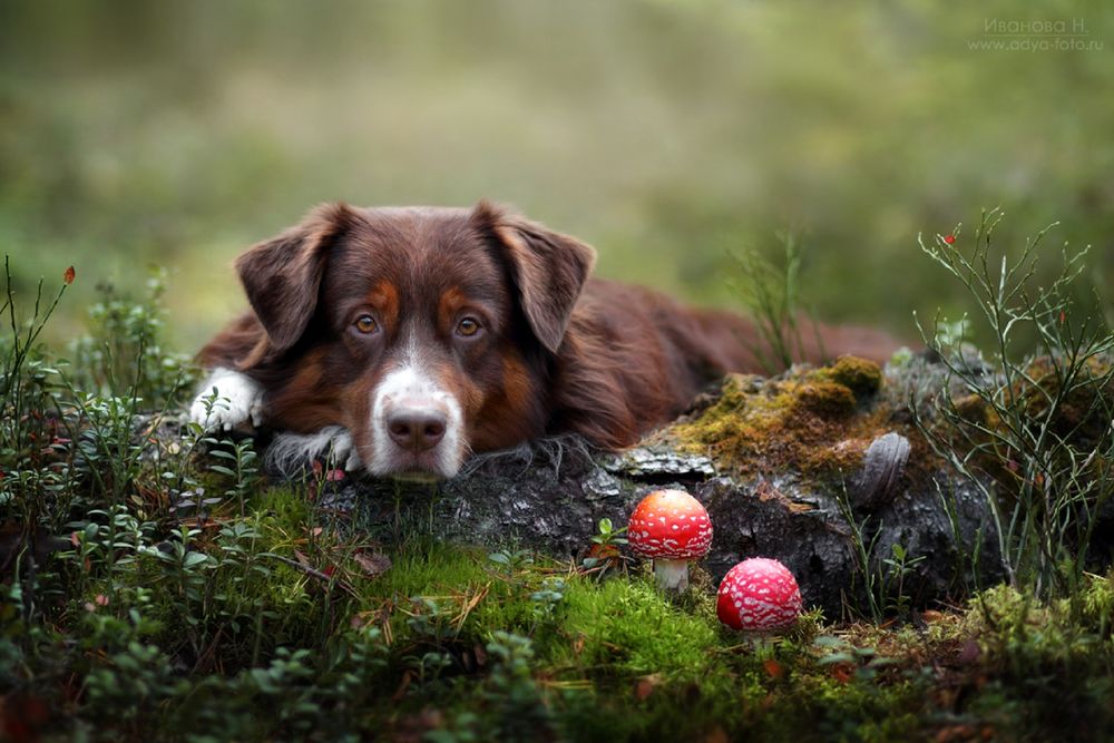 Обои для рабочего стола Собака лежит у ствола упавшего дерева и смотрит в камеру, фотограф Надежда Иванова